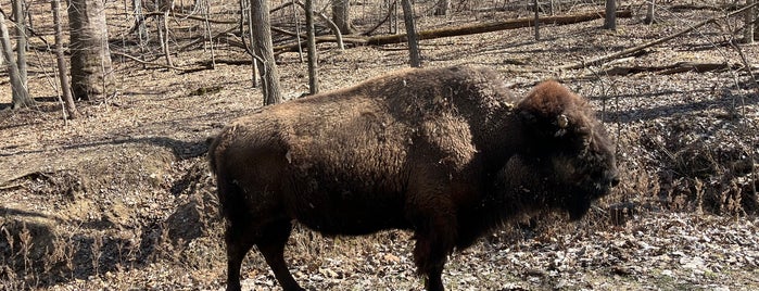 Lone Elk County Park is one of St. Louis.