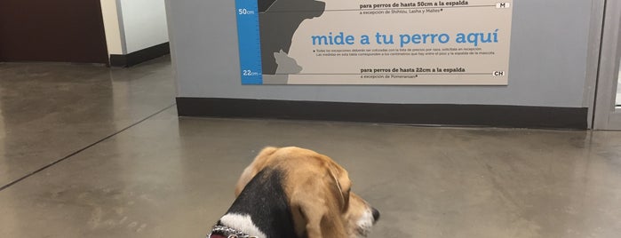 Petco Express is one of Mexico 🇲🇽.