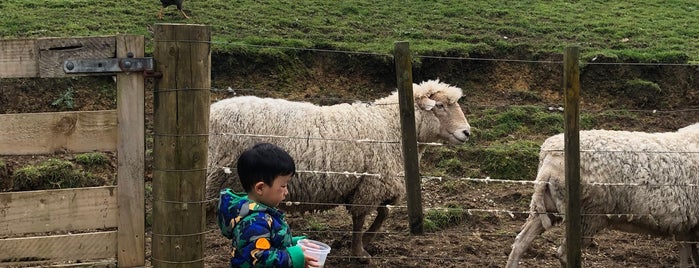 Kiwi Valley Farm Park is one of Auckland's Best Petting Zoos.