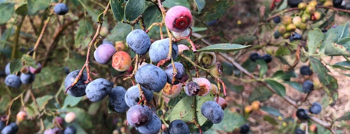 Monavale Blueberries is one of Lloyds Waikato.