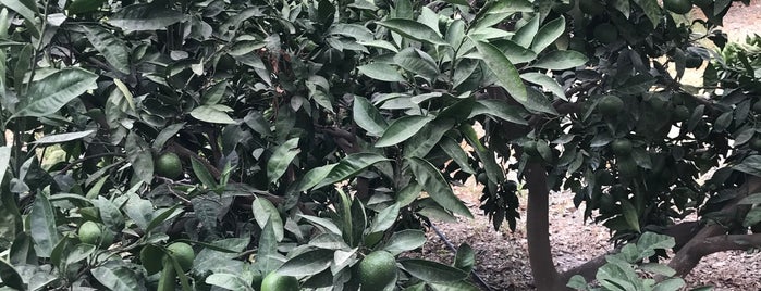sığacık mandalina bahçesi is one of Sığacık.