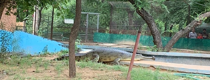 Jaipur Zoo is one of India.jaipur.