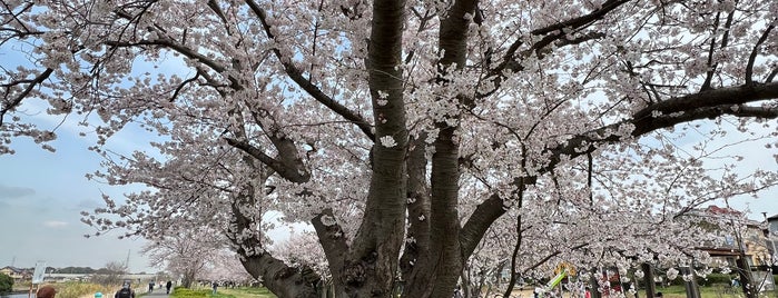 橋