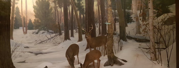 Hall of North American Mammals is one of Kimmie's Saved Places.