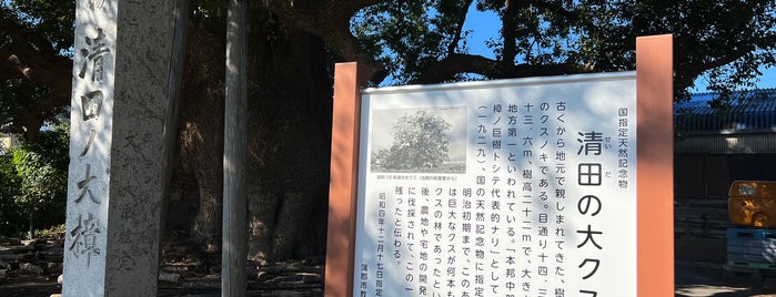 清田の大クス is one of 巨木.