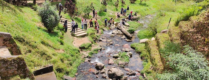 Cameron Bharat Plantations is one of Cameron Highland.