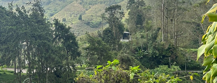 Boh Tea Plantations is one of Malaysia.