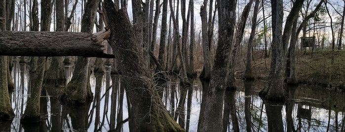 Cypress Swamp is one of Most Beautiful Places.