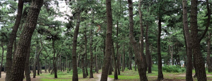 Songjeong Pine Forest is one of Outdoor Activities.