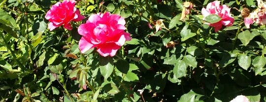 International World Peace Rose Garden is one of Sacramento, United States.