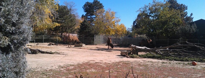 Camel at Denver Zoo is one of fun.