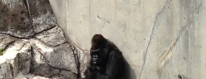 Chiba Zoological Park is one of สถานที่ที่ Sada ถูกใจ.