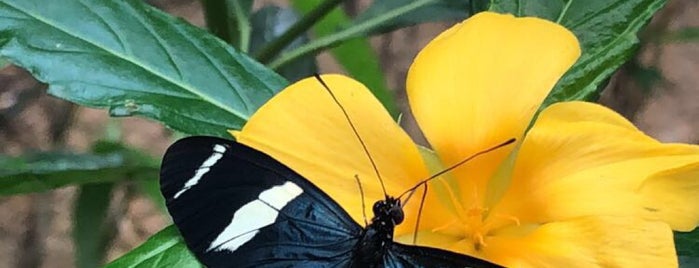 Butterfly Park Benalmadena is one of Malaga.