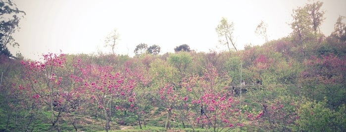 濁水巷賞櫻園區 is one of 台灣玩玩玩.