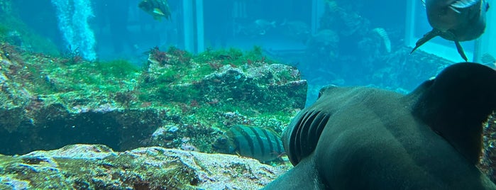 Shimoda Floating Aquarium is one of 箱根伊豆.