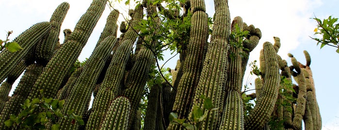 Santuario De Cactus is one of Mexico.