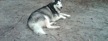 Ackerman Dog Park is one of Charleston Lowcountry Dog Runs.