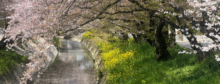 五条川 is one of 愛知県の桜スポット.