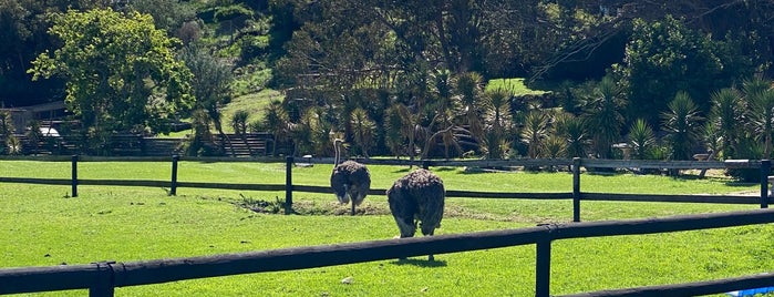 Ostrich Farm is one of Lugares favoritos de Fresh.