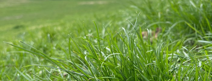 Volkspark Hasenheide is one of Outdoor Tabletop.