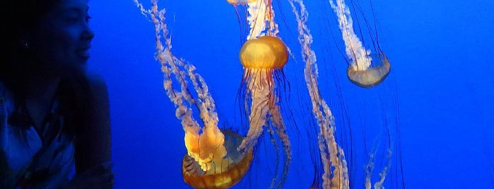 Monterey Bay Aquarium Cafe & Restaurant is one of 20 favorite restaurants.