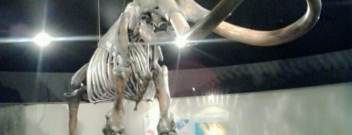 Page Museum at the La Brea Tar Pits is one of Museum Season - See Any of 29 Museums, Save $477+!.