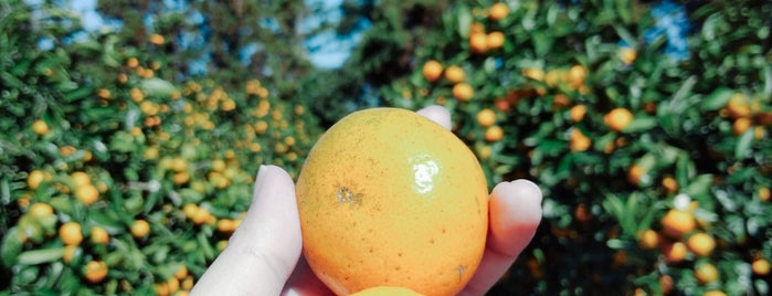 Jeju Orange Mandarin is one of KOR Jeju 2020012330.