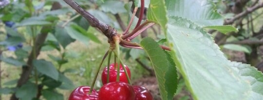 Red Hill Cherry Farm is one of Visit Victoria.