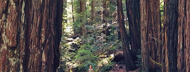 Armstrong Redwoods State Natural Reserve is one of North Bay Faves.