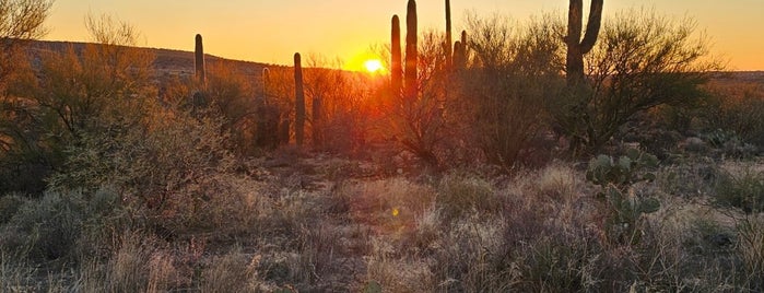 Catalina State Park is one of Tucson!.