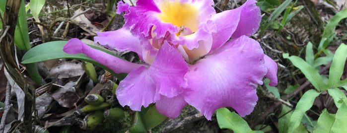 World Botanical Gardens & Waterfalls is one of Hawaii's Best.