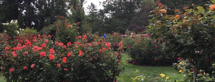 International Rose Test Garden is one of Portland favorites.