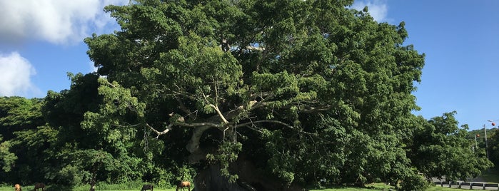 Parque Ecológico Costero La Ceiba is one of Posti che sono piaciuti a Chaz.