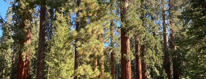 Mariposa Grove of Giant Sequoias is one of Tempat yang Disukai Raj.