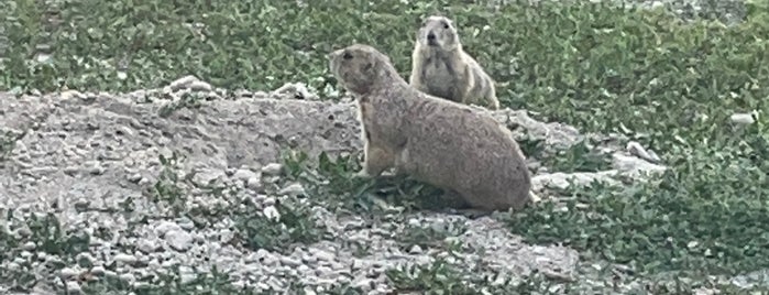 Prairie Dog Ranch is one of Great American Road Trip.