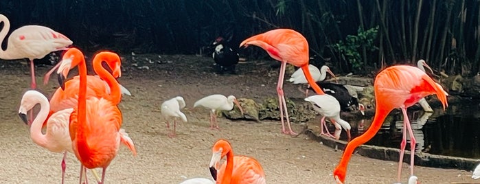 Flamingo Gardens is one of Florida.