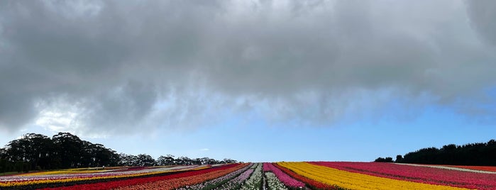 Van Diemen Quality Tulip Farm is one of Tasmania.