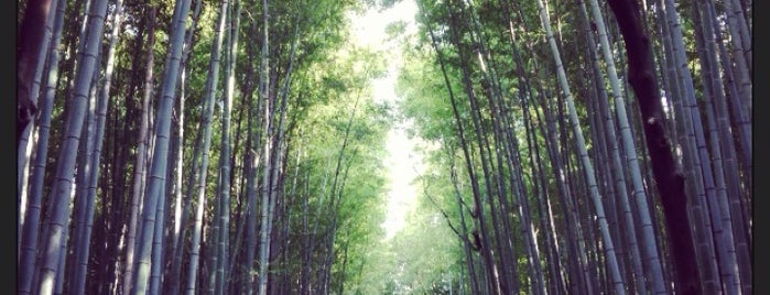 Arashiyama Bamboo Grove is one of 京都.
