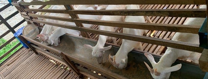 Saanen Dairy Goat Farm is one of Malaysia.