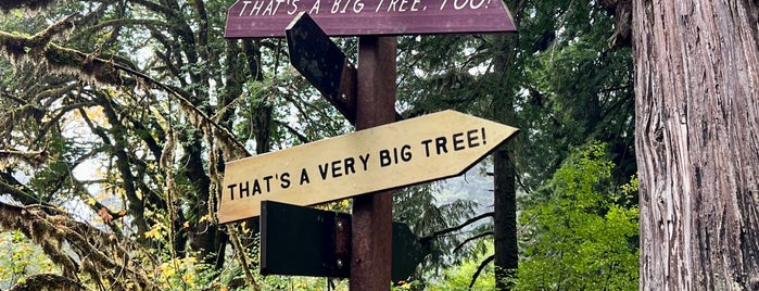 Big Tree is one of West Coast Road Trip.