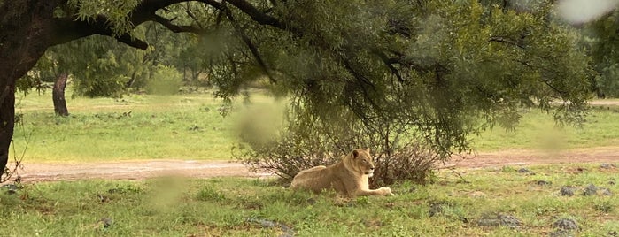 Lion & Safari Park is one of Johannesburg.