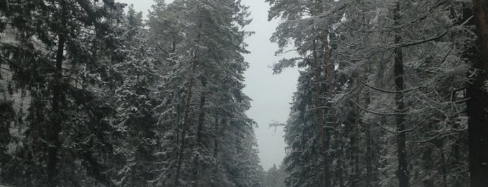 Николо-Урюпинский лес is one of สถานที่ที่ Наталья ถูกใจ.