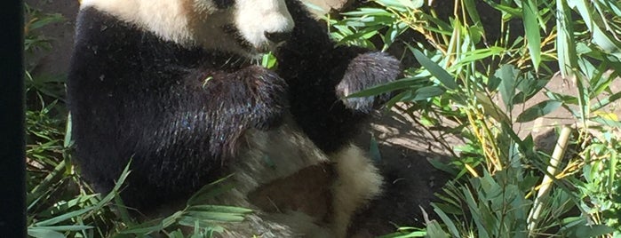 Zoo de San Diego is one of Hang With Baby Giraffes and Giant Pandas.