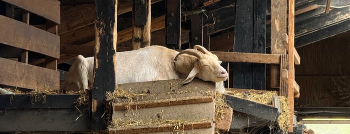 Geitenboerderij Ridammerhoeve is one of Amsterdam.