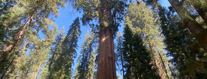 Sequoia National Park is one of Dan'ın Beğendiği Mekanlar.