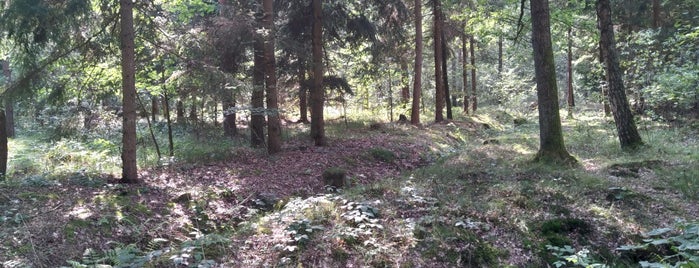 Branišovský les is one of Orte, die Jan gefallen.