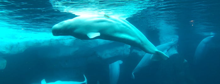 Beluga Whale Interaction Program is one of Cool Places.