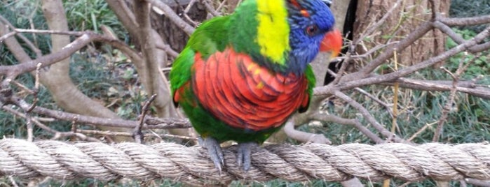 Lorikeet Glen Aviary is one of Lizzie’s Liked Places.
