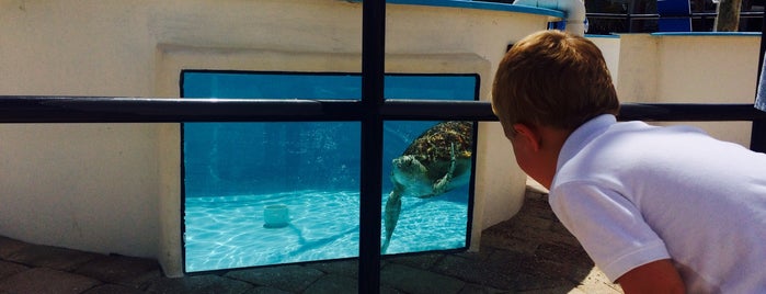 Loggerhead Marinelife Center is one of Jessica’s Liked Places.