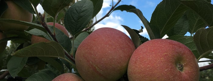 Ripple Hill Farm is one of Pick Your Own NYC.